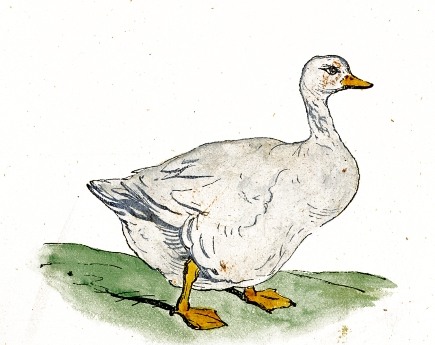 Public-domain nineteenth-century drawing of a white goose